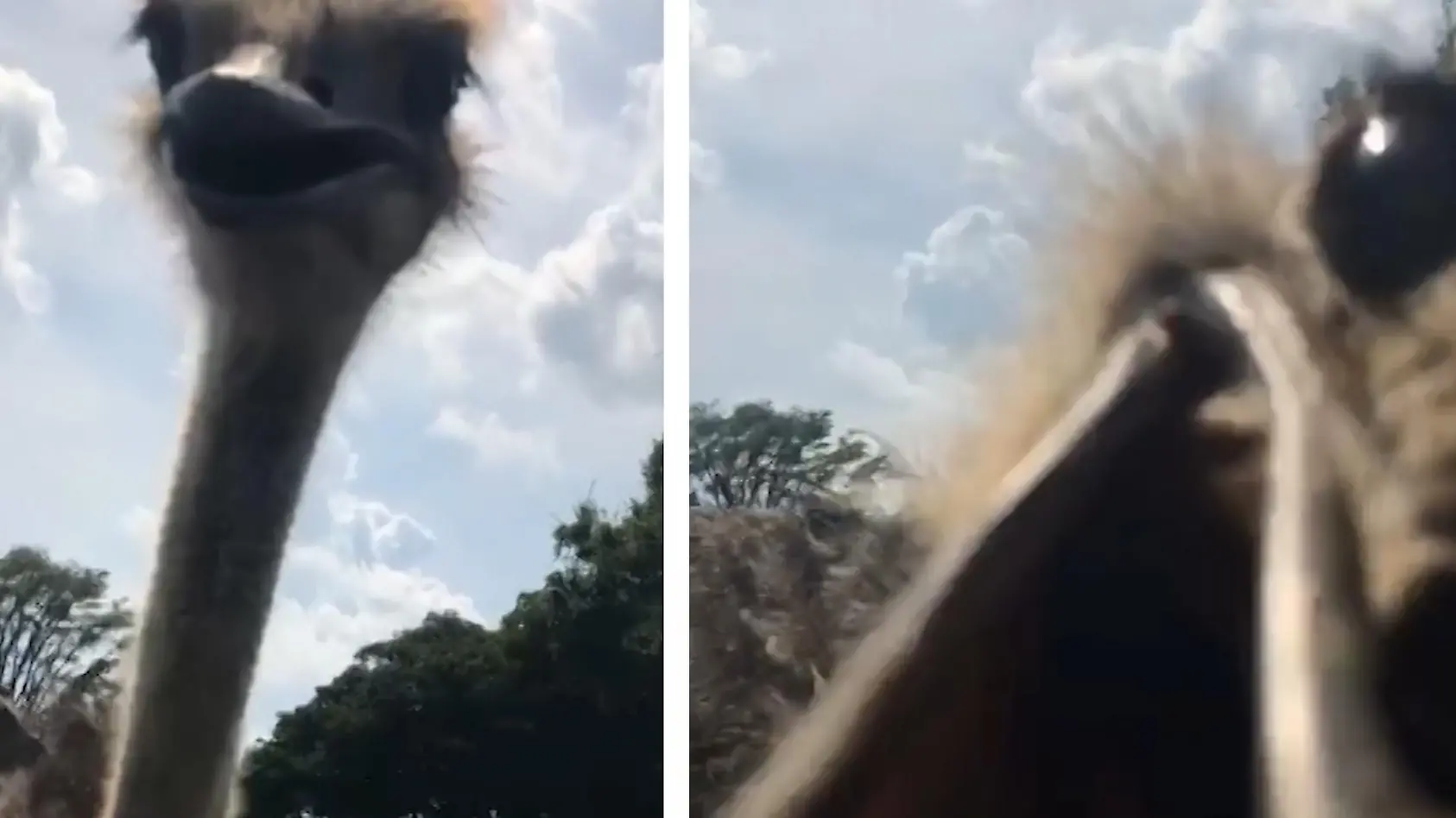 Aggro-Strauß geht auf Touristin los