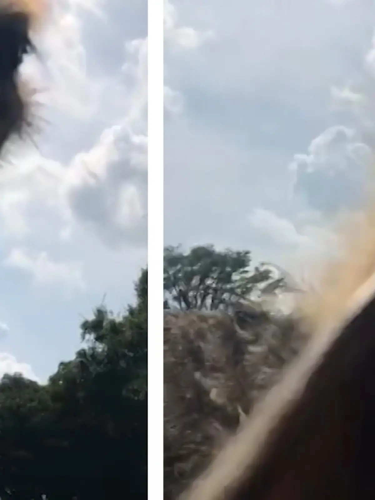 Als während einer Drive-Through-Safari einem Paar ein Strauß wortwörtlich vor die Linse läuft, hält die Frau die Kamera drauf. Doch das scheint dem Strauß so gar nicht zu passen. Er greift sie an. Wie sie reagiert, erfahrt ihr im Video.