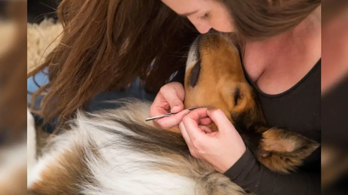 Frau entfernt Zecke bei ihrem Hund