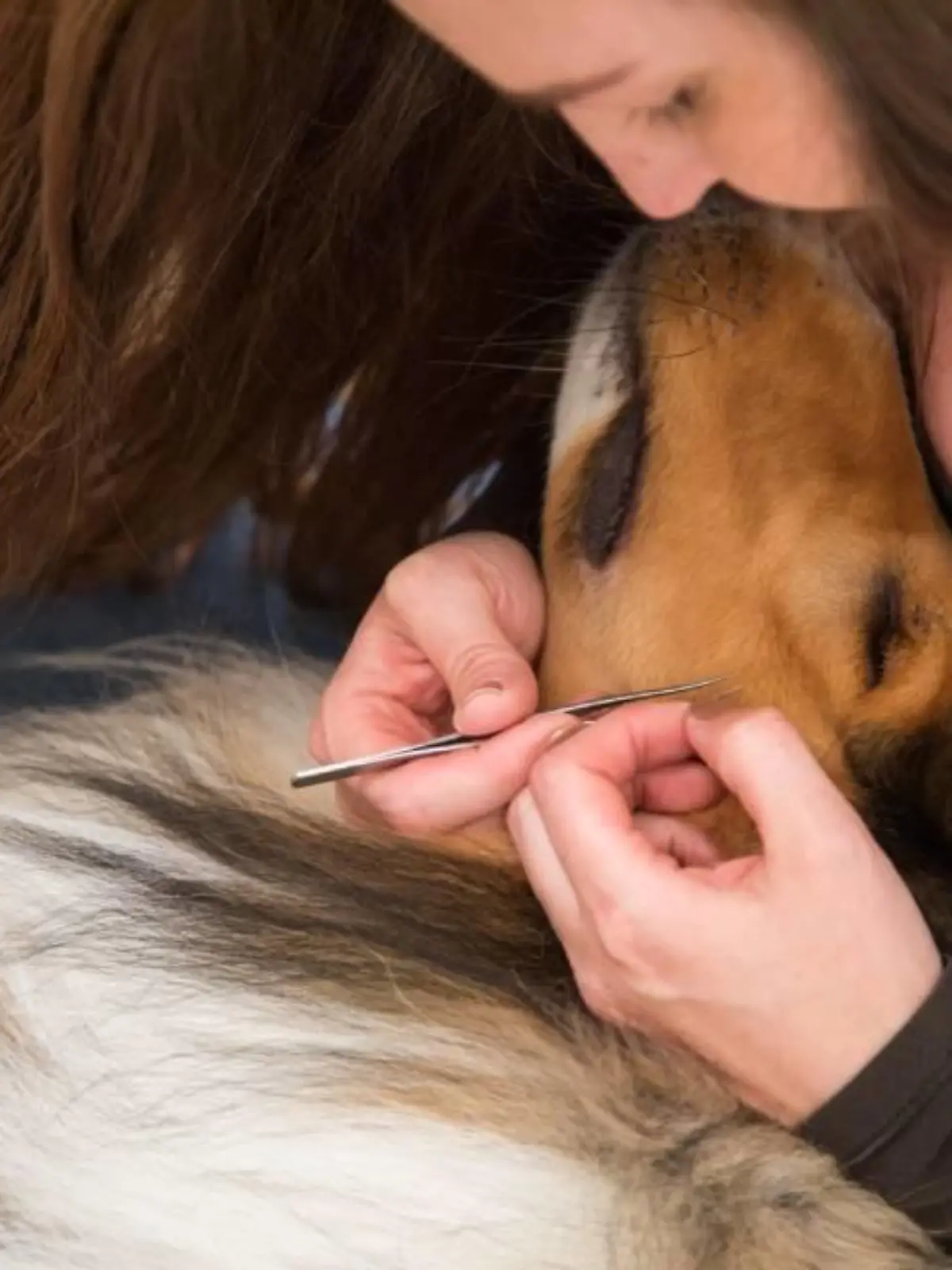 Frau entfernt Zecke bei ihrem Hund