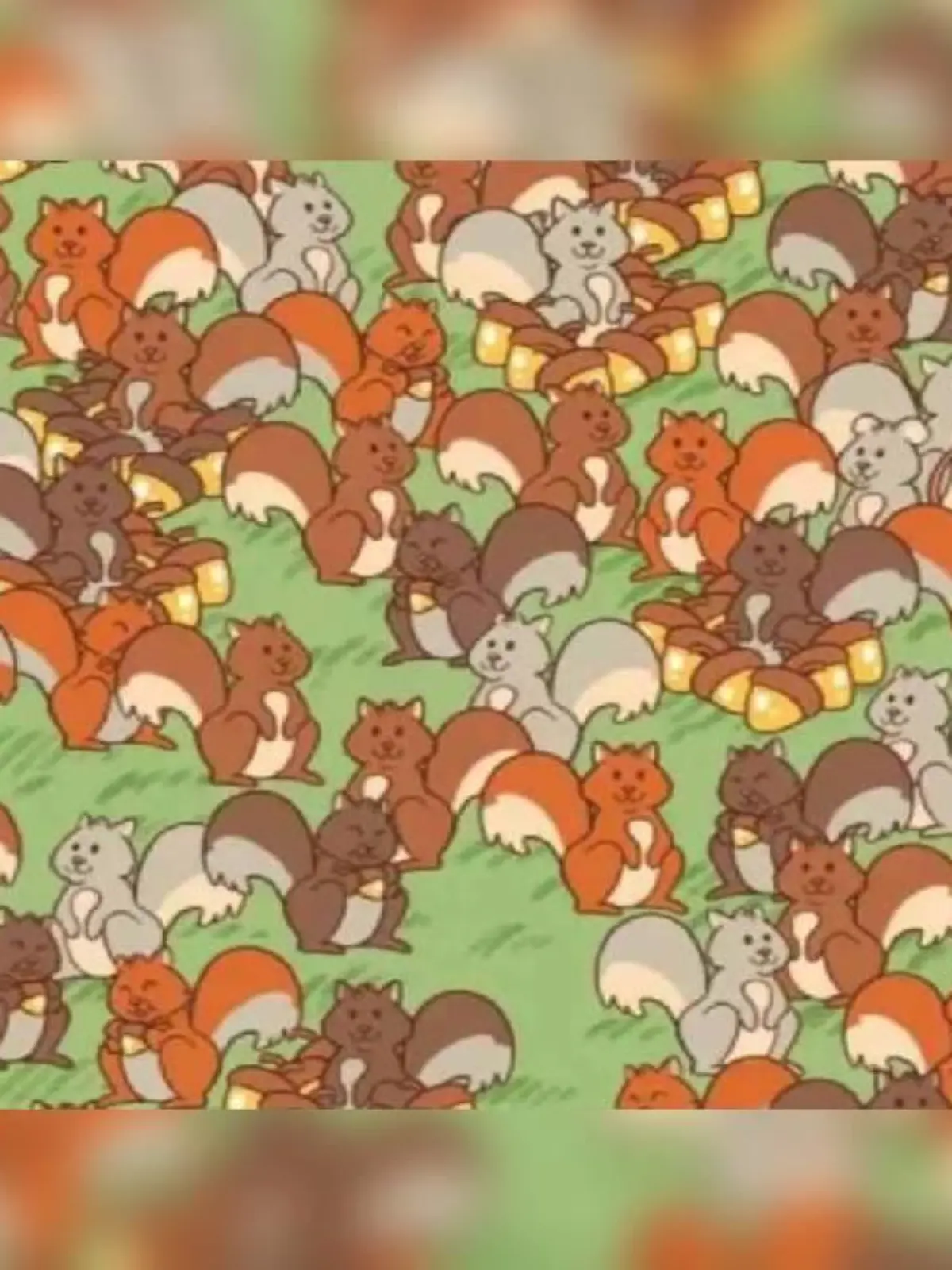 Suchbild Eichhörnchen