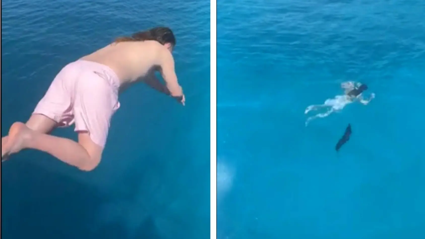 Barracuda schießt auf Touristen zu