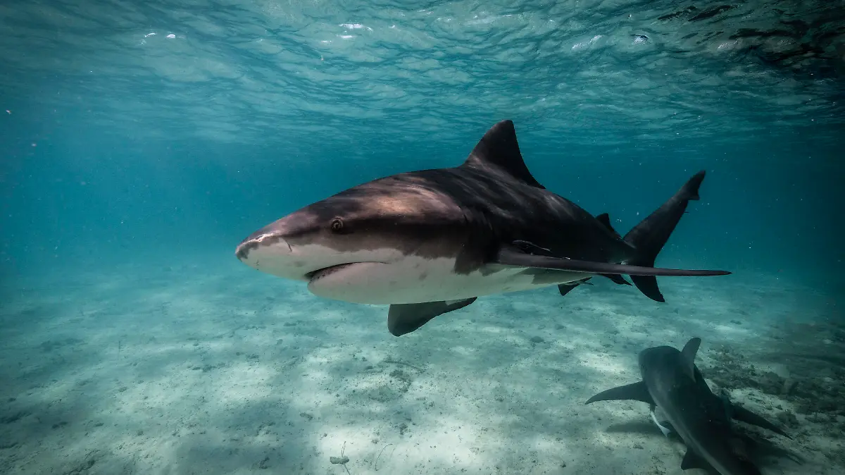 Underwater image of bull shark getting close up in the blue ocean of Bimini, The Bahamas. Bullsharks (Carcharhinus leucas) are known for their aggressive behaviour and account for a number of attacks on humans. These large predators are able to live in both saltwater and freshwater, which enables them to migrate into river systems and estuaries.