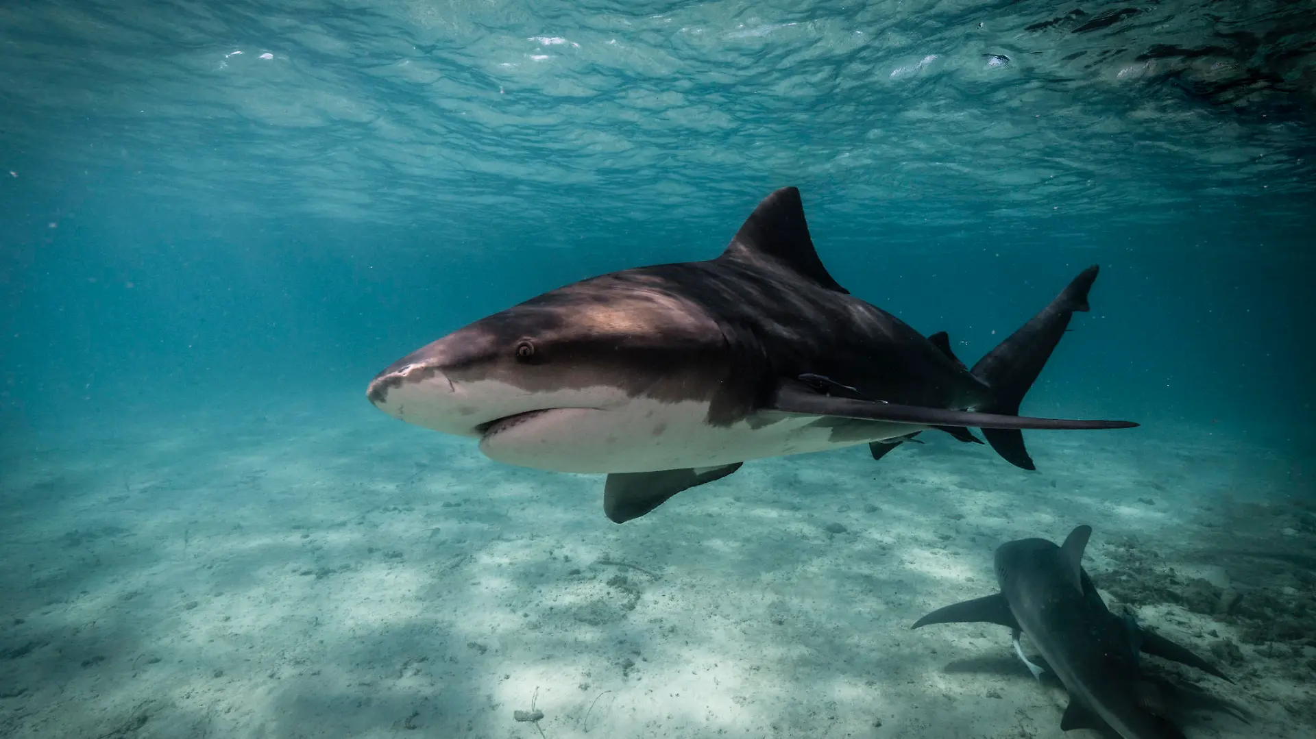 Underwater image of bull shark getting close up in the blue ocean of Bimini, The Bahamas. Bullsharks (Carcharhinus leucas) are known for their aggressive behaviour and account for a number of attacks on humans. These large predators are able to live in both saltwater and freshwater, which enables them to migrate into river systems and estuaries.