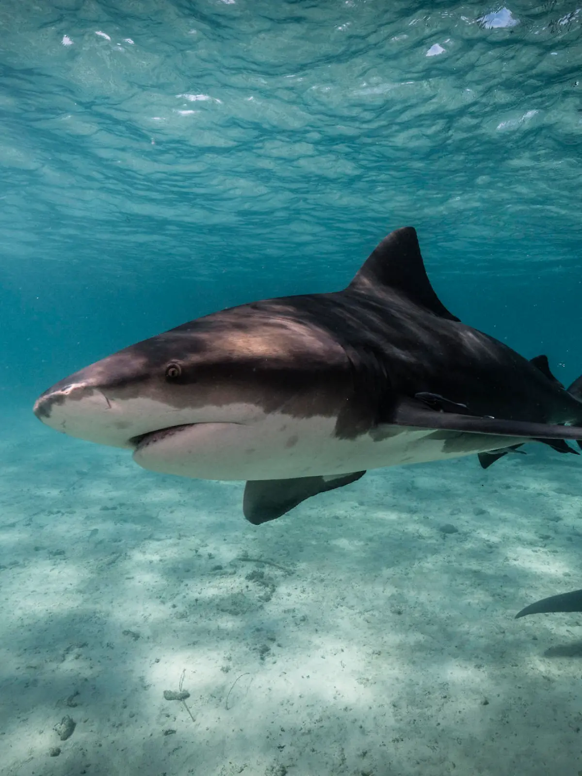 Underwater image of bull shark getting close up in the blue ocean of Bimini, The Bahamas. Bullsharks (Carcharhinus leucas) are known for their aggressive behaviour and account for a number of attacks on humans. These large predators are able to live in both saltwater and freshwater, which enables them to migrate into river systems and estuaries.