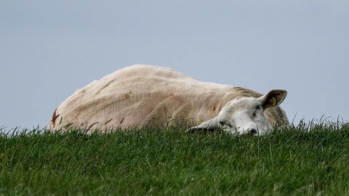 15.06.2021, Schleswig-Holstein, Husum: Ein Schaf liegt während der Zeit der Schafskälte mit dem Kopf im Gras auf einem Deich. Die Schafskälte ist ein häufig vorkommender Kälteeinbruch zwischen dem 4. und 20. Juni. Foto: Axel Heimken/dpa +++ dpa-Bildfunk +++