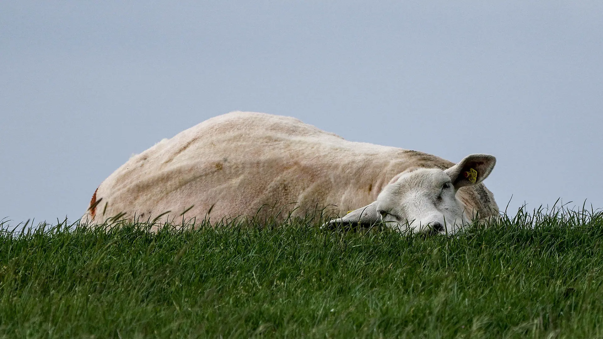 15.06.2021, Schleswig-Holstein, Husum: Ein Schaf liegt während der Zeit der Schafskälte mit dem Kopf im Gras auf einem Deich. Die Schafskälte ist ein häufig vorkommender Kälteeinbruch zwischen dem 4. und 20. Juni. Foto: Axel Heimken/dpa +++ dpa-Bildfunk +++