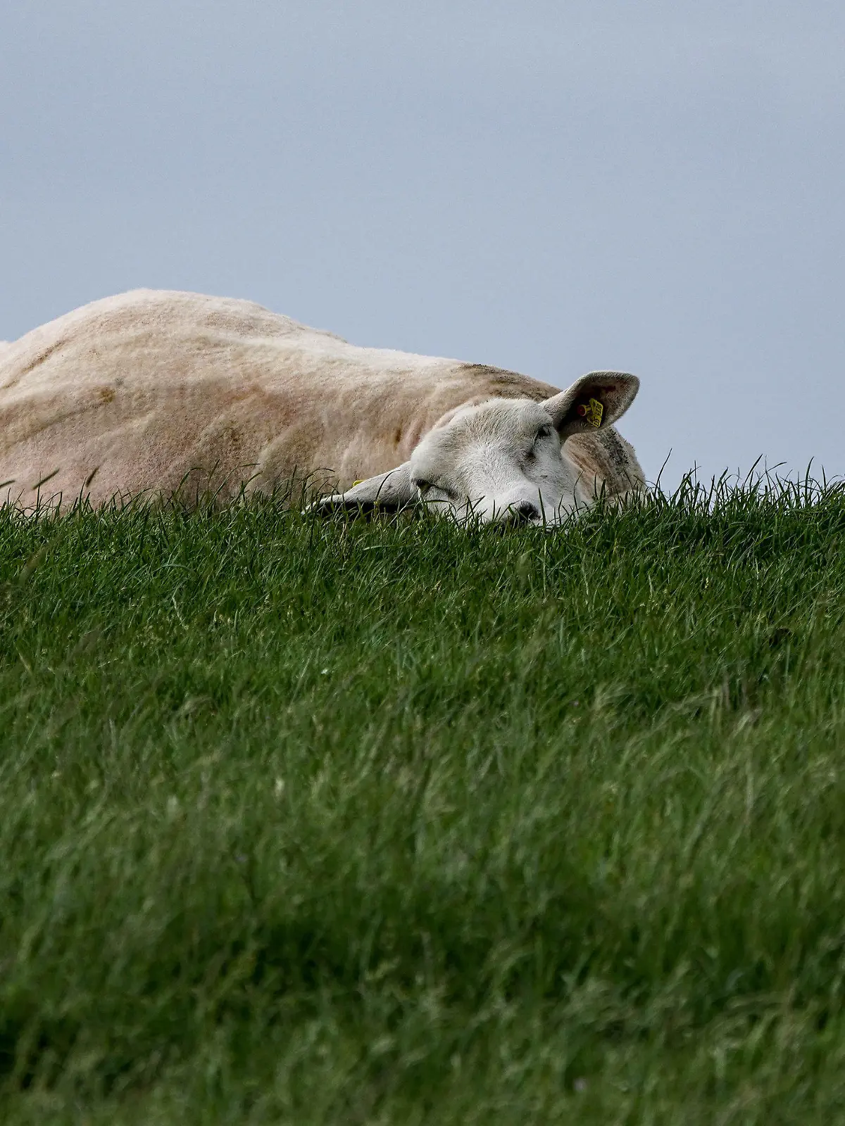15.06.2021, Schleswig-Holstein, Husum: Ein Schaf liegt während der Zeit der Schafskälte mit dem Kopf im Gras auf einem Deich. Die Schafskälte ist ein häufig vorkommender Kälteeinbruch zwischen dem 4. und 20. Juni. Foto: Axel Heimken/dpa +++ dpa-Bildfunk +++