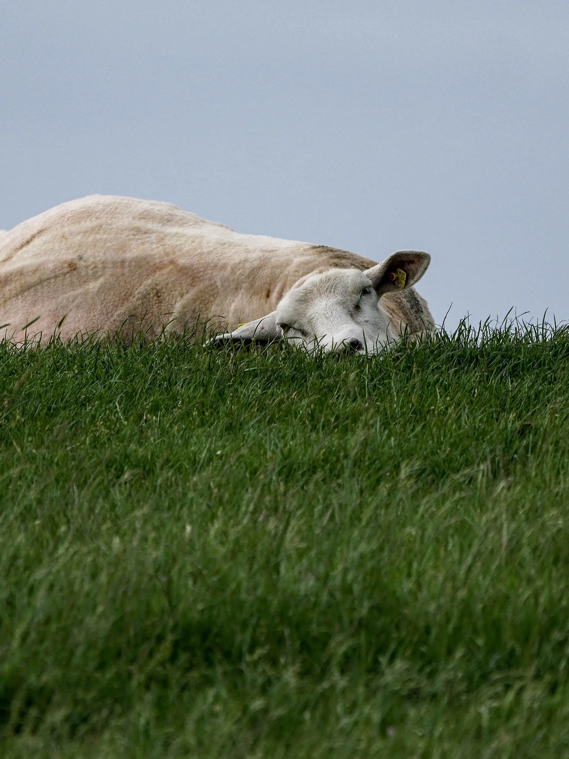 15.06.2021, Schleswig-Holstein, Husum: Ein Schaf liegt während der Zeit der Schafskälte mit dem Kopf im Gras auf einem Deich. Die Schafskälte ist ein häufig vorkommender Kälteeinbruch zwischen dem 4. und 20. Juni. Foto: Axel Heimken/dpa +++ dpa-Bildfunk +++