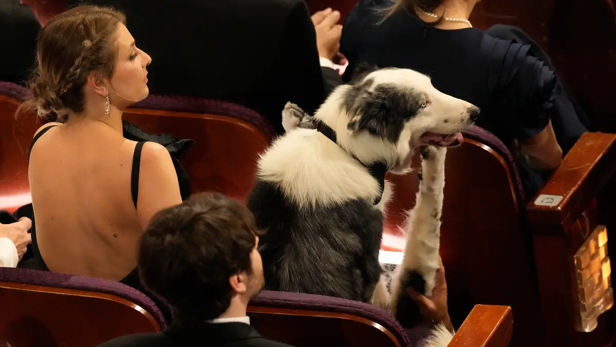 10.03.2024, USA, Los Angeles: Messi, der Hund aus dem Film "Anatomie eines Falls", sitzt im Publikum bei der Oscar-Verleihung im Dolby Theatre in Los Angeles. Die Academy Awards, auch Oscars genannt, werden in der Nacht zum 96. Mal vergeben. Foto: Chris Pizzello/Invision via AP/dpa +++ dpa-Bildfunk +++