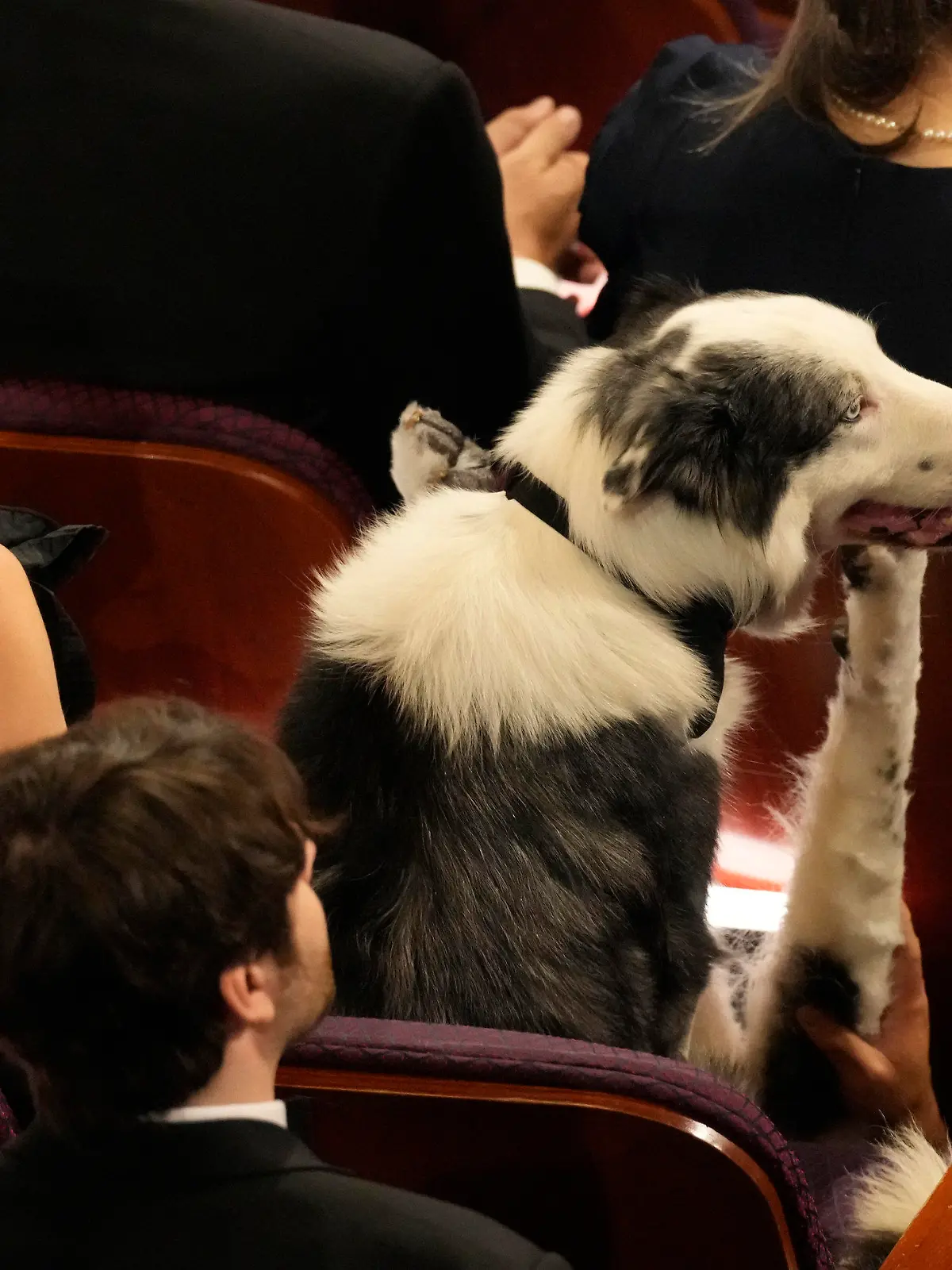 10.03.2024, USA, Los Angeles: Messi, der Hund aus dem Film "Anatomie eines Falls", sitzt im Publikum bei der Oscar-Verleihung im Dolby Theatre in Los Angeles. Die Academy Awards, auch Oscars genannt, werden in der Nacht zum 96. Mal vergeben. Foto: Chris Pizzello/Invision via AP/dpa +++ dpa-Bildfunk +++