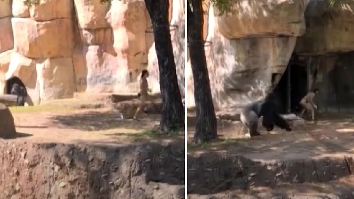 Kanada BabyGorilla Eyare stirbt im Calgary Zoo weil Pfleger einen