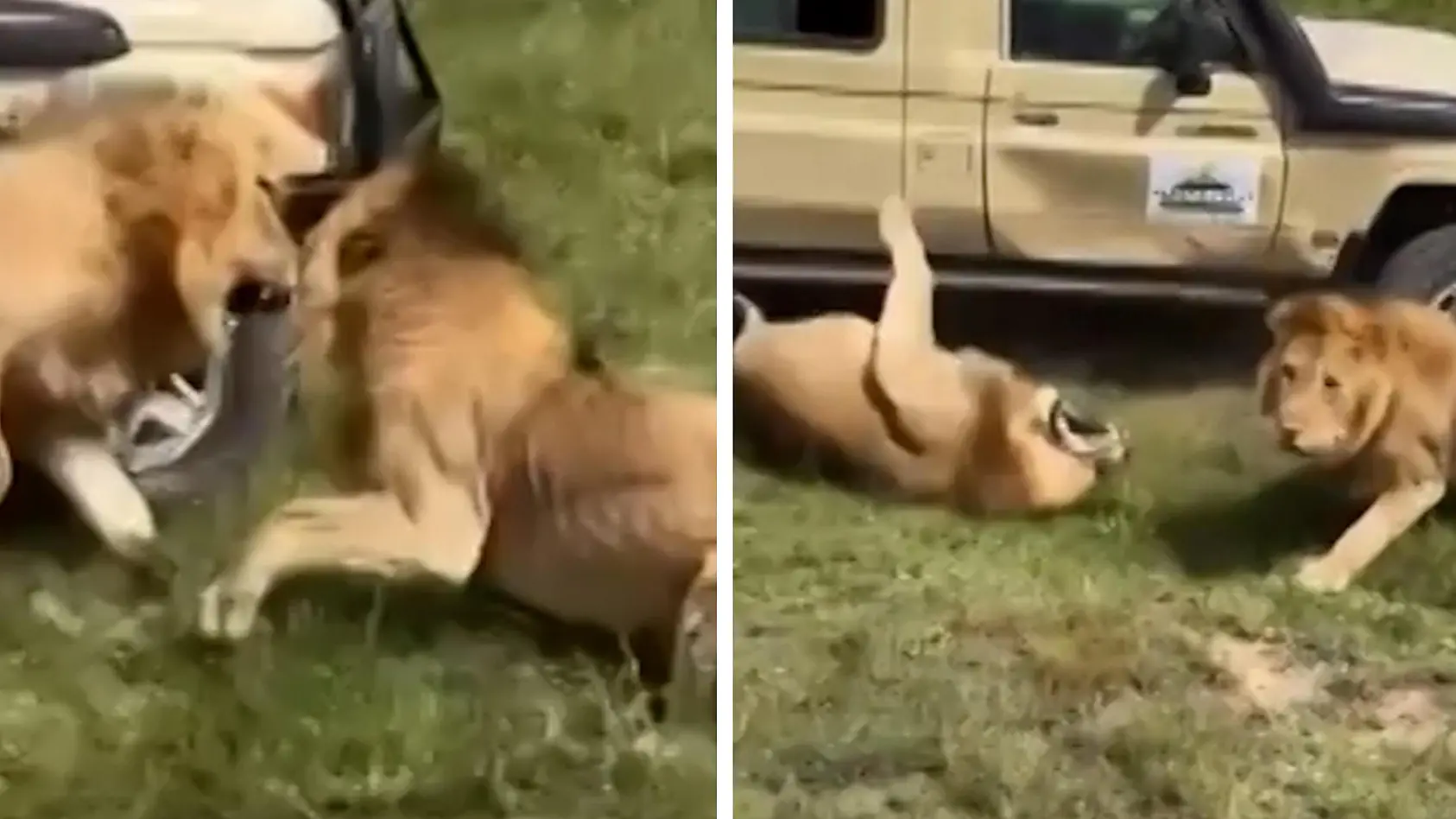 Löwen fetzten sich auf Safari vor Jeep