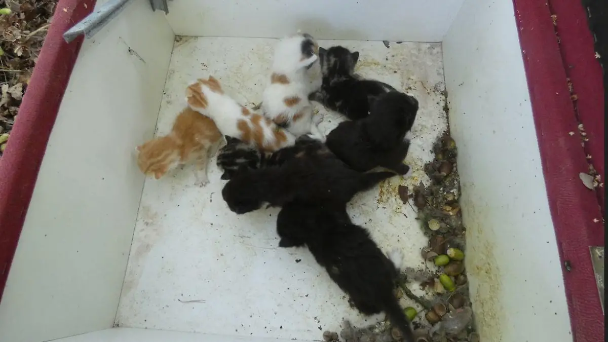 Ausgesetzte Katzenbabies