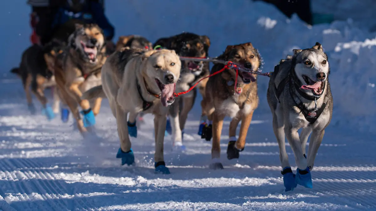 02.03.2024, USA, Anchorage: Die Hunde des Teams von Riley Dyche laufen während des feierlichen Starts des Iditarod Trail Hundeschlittenrennens in Anchorage, Alaska, die Cordova Street entlang. Foto: Loren Holmes/Anchorage Daily News via AP/dpa - ACHTUNG: Nur zur redaktionellen Verwendung und nur mit vollständiger Nennung des vorstehenden Credits +++ dpa-Bildfunk +++