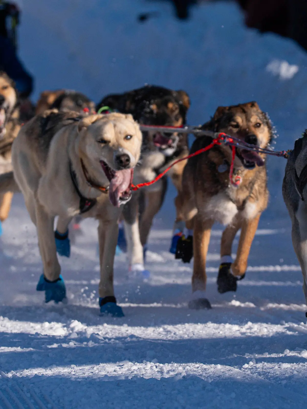 02.03.2024, USA, Anchorage: Die Hunde des Teams von Riley Dyche laufen während des feierlichen Starts des Iditarod Trail Hundeschlittenrennens in Anchorage, Alaska, die Cordova Street entlang. Foto: Loren Holmes/Anchorage Daily News via AP/dpa - ACHTUNG: Nur zur redaktionellen Verwendung und nur mit vollständiger Nennung des vorstehenden Credits +++ dpa-Bildfunk +++