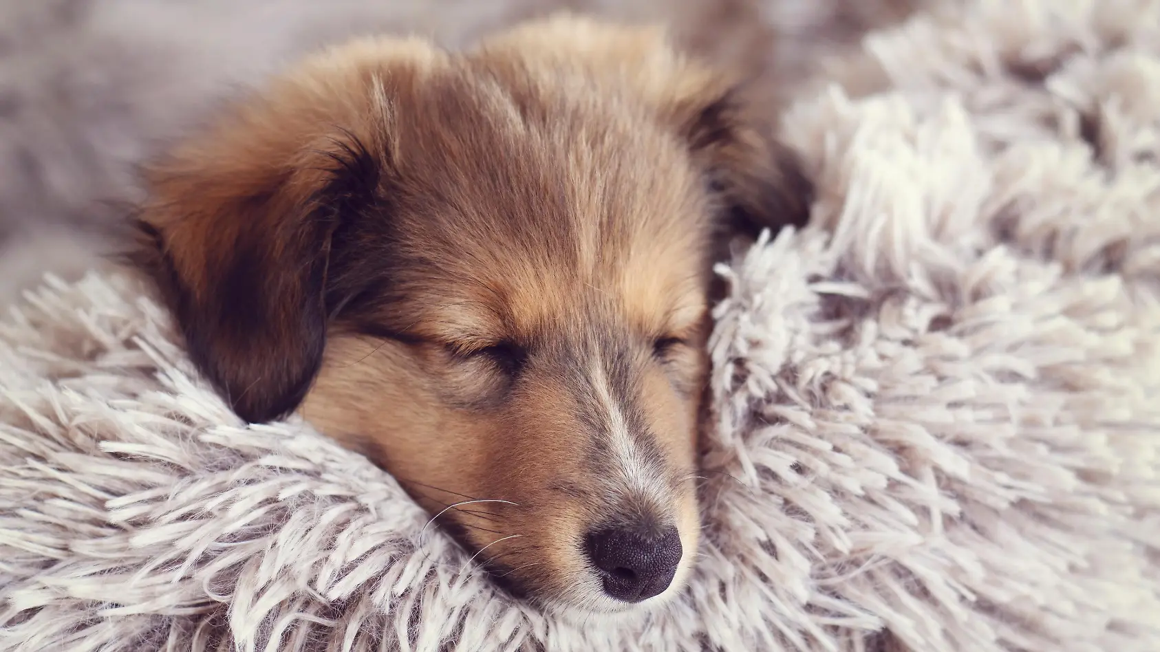 Fluffy: Wie gut ist dieses Hundebett?