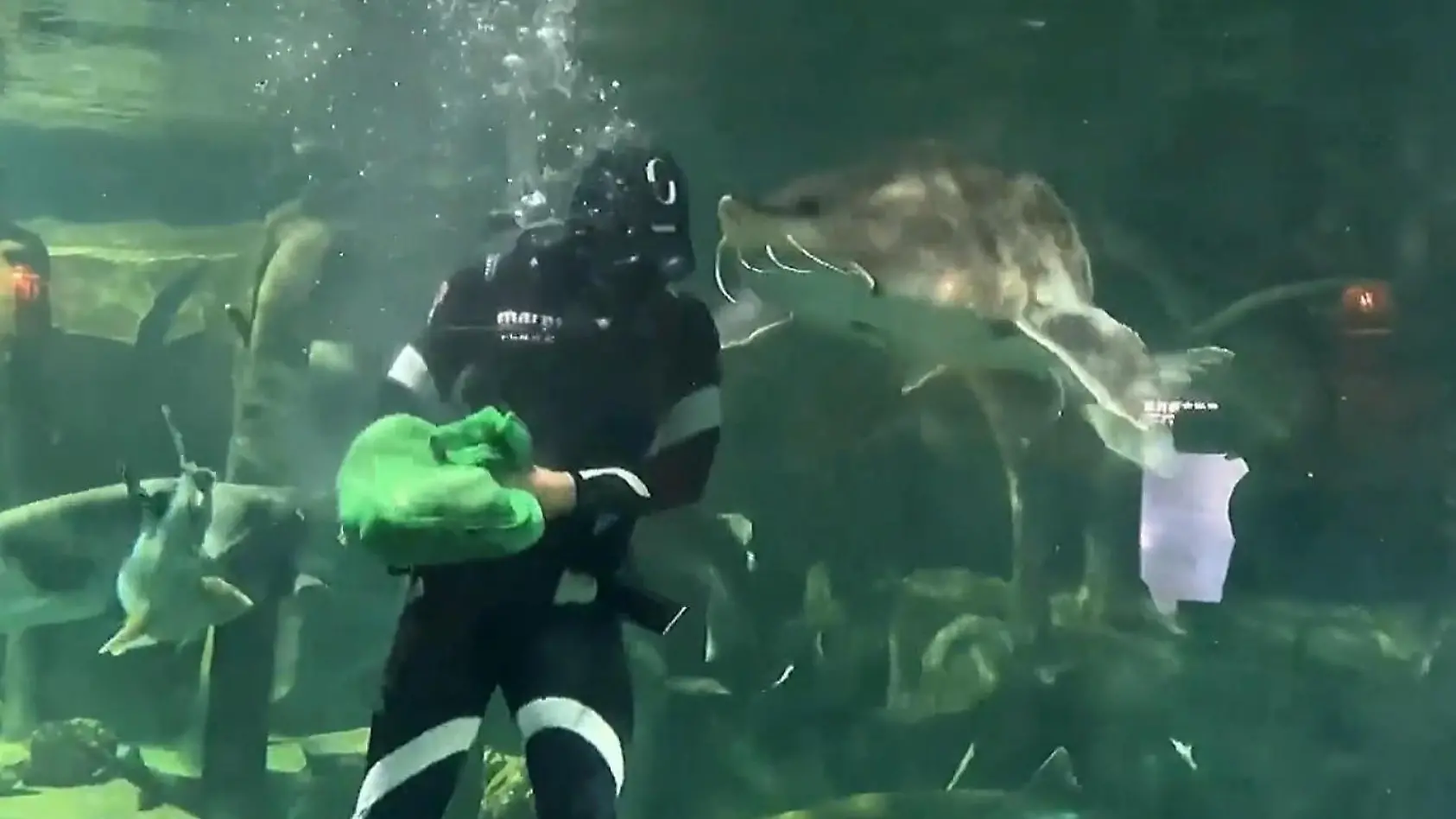Riesen-Stör beißt Taucher in den Kopf