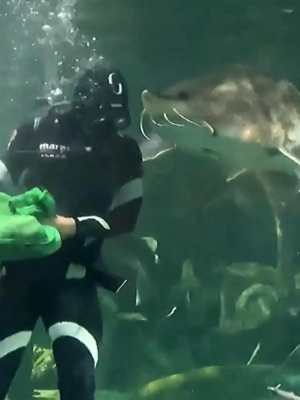 Dieser Taucher wird bei der Fischfütterung von einem großen Kaluga Fisch überrascht, der ihm den Futtersack aus der Hand reißt. Der Taucher erkämpft sich den Futtersack zurück und wird daraufhin von dem Kaluga in den Kopf gebissen. Glücklicherweise blieb der Taucher dabei unverletzt, da der zahnlose Fisch im lediglich am Kopf saugen konnte.