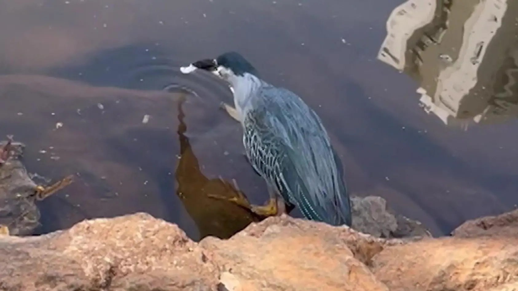 Vogel angelt sich Fische - mit Brot!