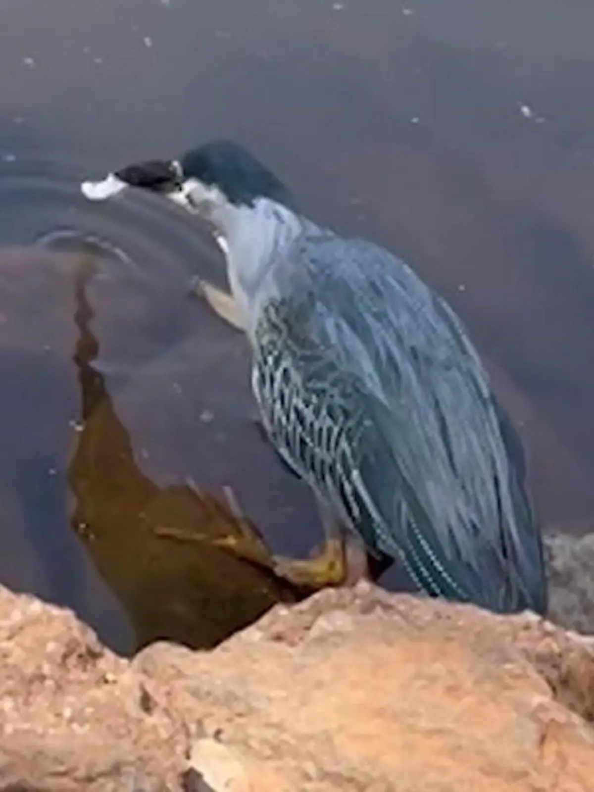 Dieser Grünreiher wird in einem Park in Brasilien kreativ und angelt sein Mittagessen mit Brot.