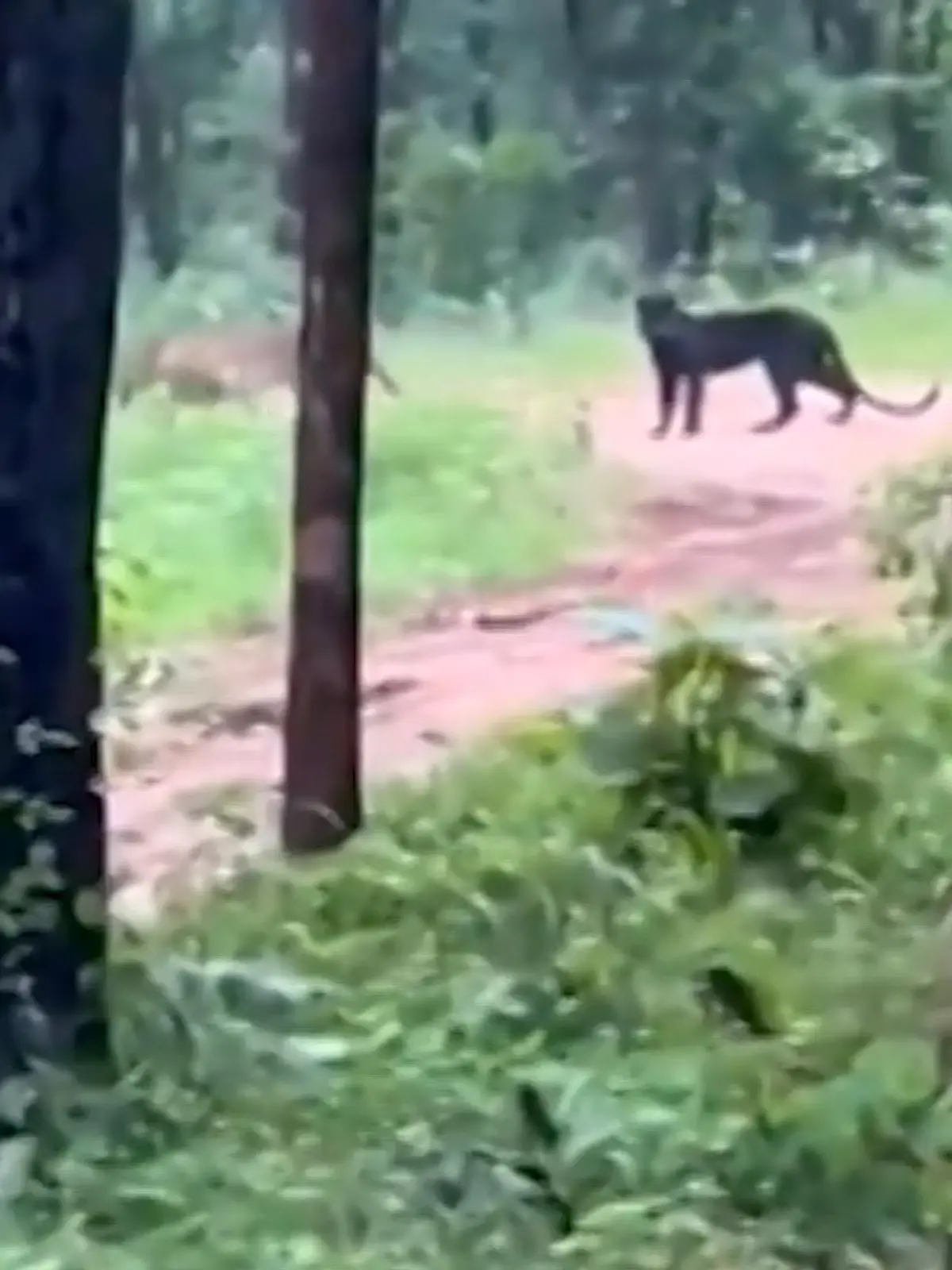 Es soll nur noch ganz wenige schwarze Leoparden geben. Jetzt wurde einer in Indien in einem Nationalpark entdeckt. Wir zeigen die Aufnahmen im Video.