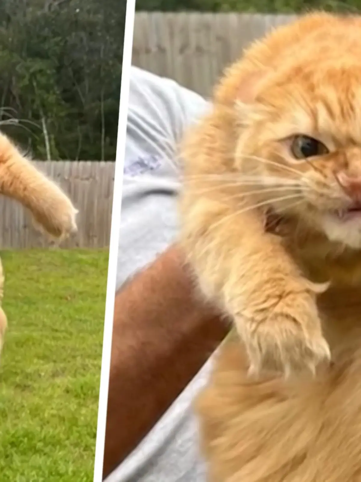 Was für eine Laus ist denn bitte schön dieser Samtpfote über die Katzenleber gelaufen? Herrchen Tori Jordan wollte seine orangene Maine Coon-Mieze an die frische Luft bringen, doch der passte das so gar nicht. Fauchend und strampelnd wehrt sie sich dagegen – und wird mit ihrer wütenden Katzen-Fratze zum Internet-Hit! Wir zeigen ihre Aggro-Performance im Video.