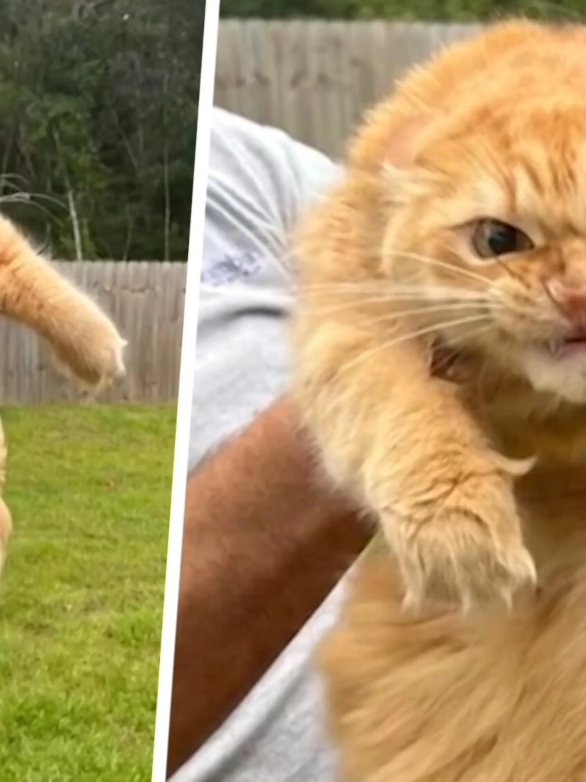 Was für eine Laus ist denn bitte schön dieser Samtpfote über die Katzenleber gelaufen? Herrchen Tori Jordan wollte seine orangene Maine Coon-Mieze an die frische Luft bringen, doch der passte das so gar nicht. Fauchend und strampelnd wehrt sie sich dagegen – und wird mit ihrer wütenden Katzen-Fratze zum Internet-Hit! Wir zeigen ihre Aggro-Performance im Video.
