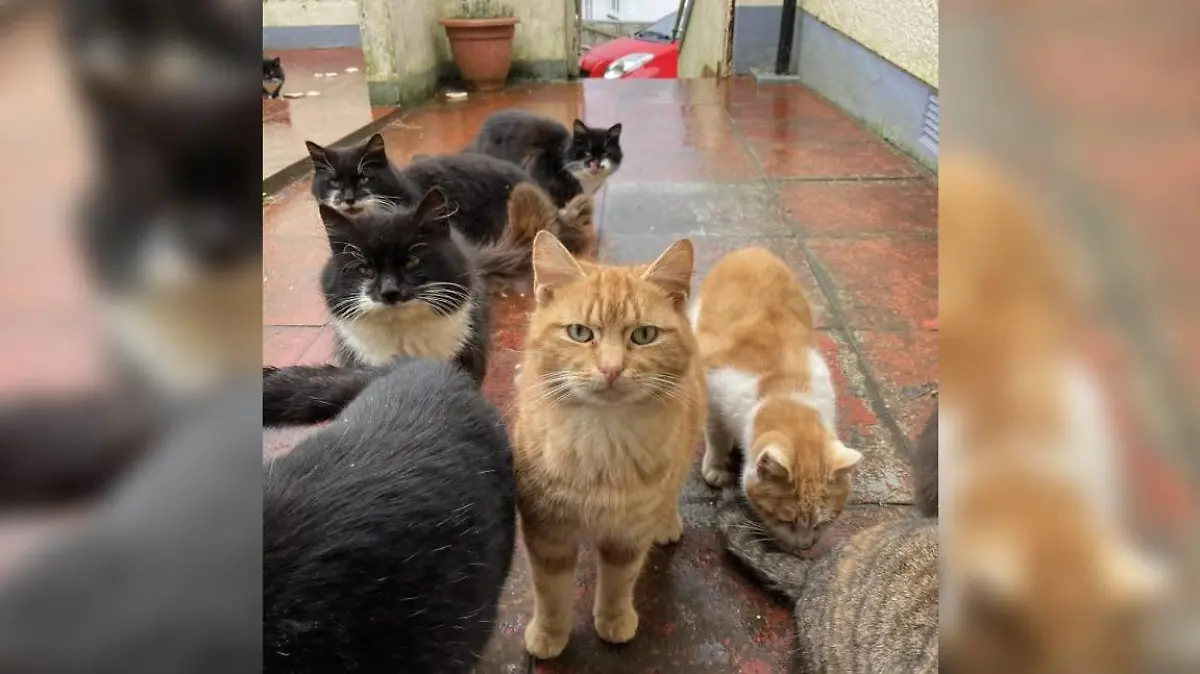 Katzen von Barra