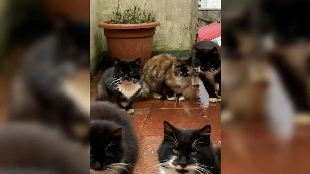 Katzen von Barra