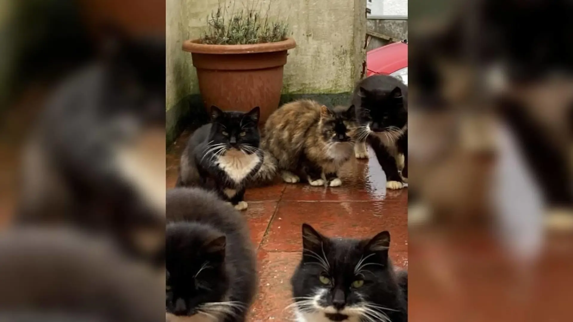 Katzen von Barra