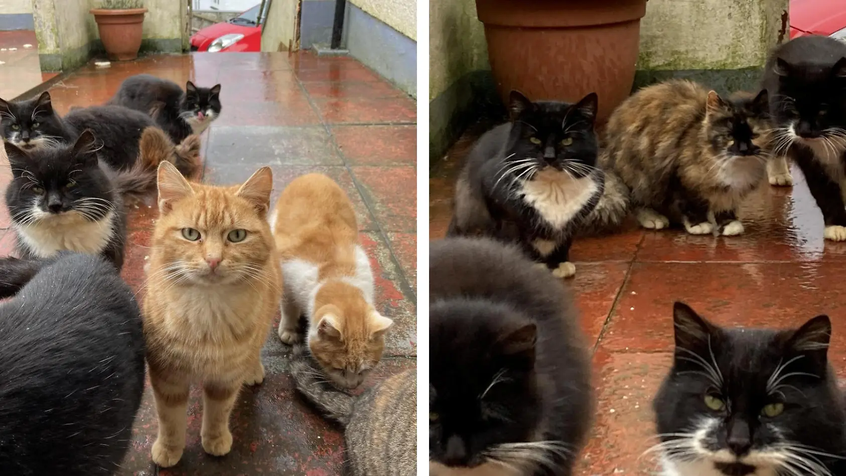 Verwilderte Katzen überrennen Insel