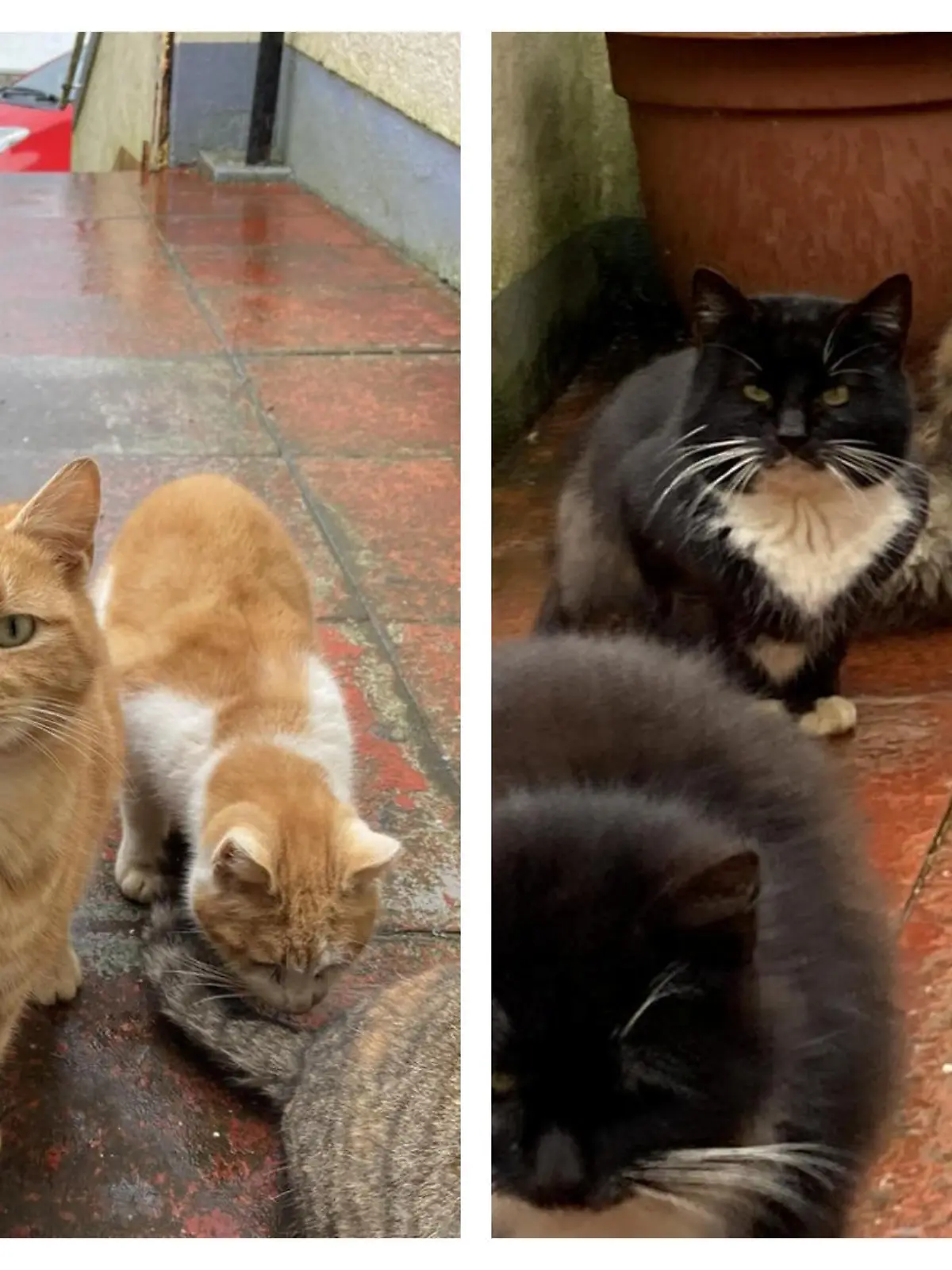 Katzen von Barra