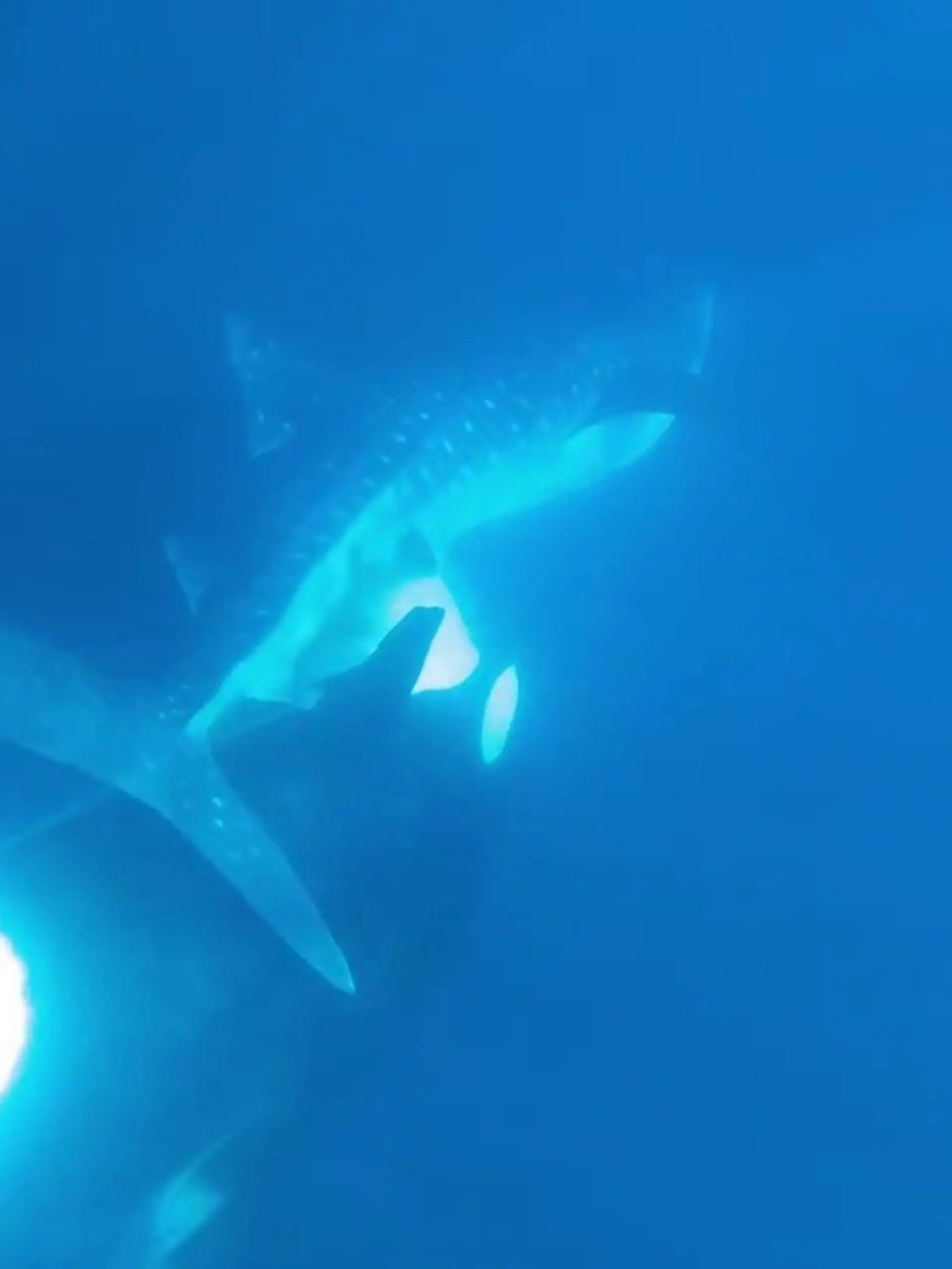 Taucher James Moskito treibt vor der Küste Kaliforniens, als er DIESE spektakulären Aufnahmen macht. Ein Walhai schwimmt unter ihm vorbei, doch dann nähert sich ihm plötzlich ein Orca. Dieser greift den Riesenfisch an und beißt in seine Unterseite. Dabei reißt er ihm wohl die Leber aus dem Körper: Gruselig.