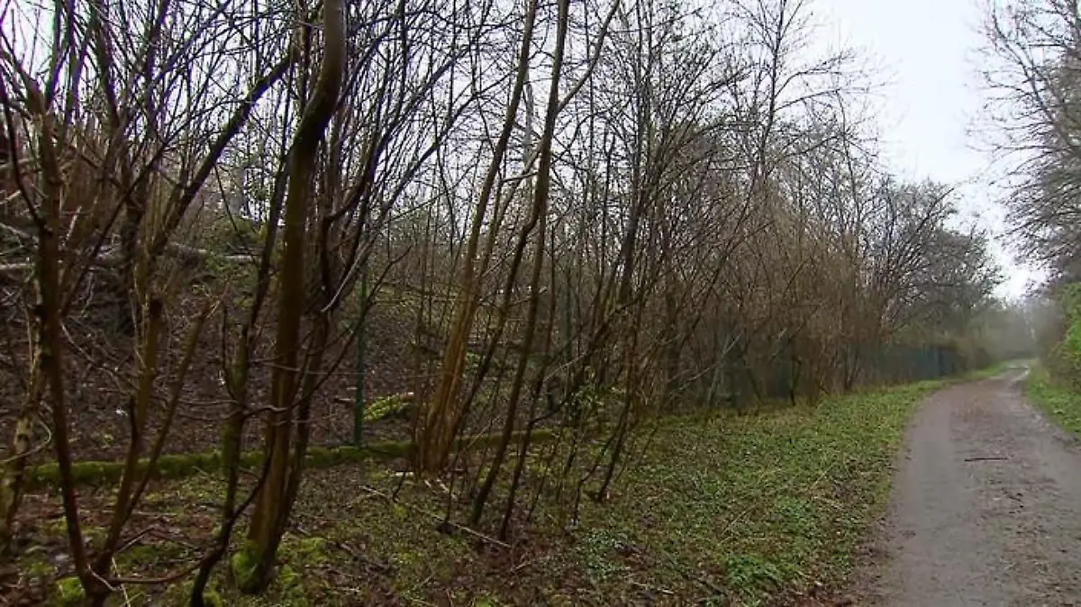 Wald
