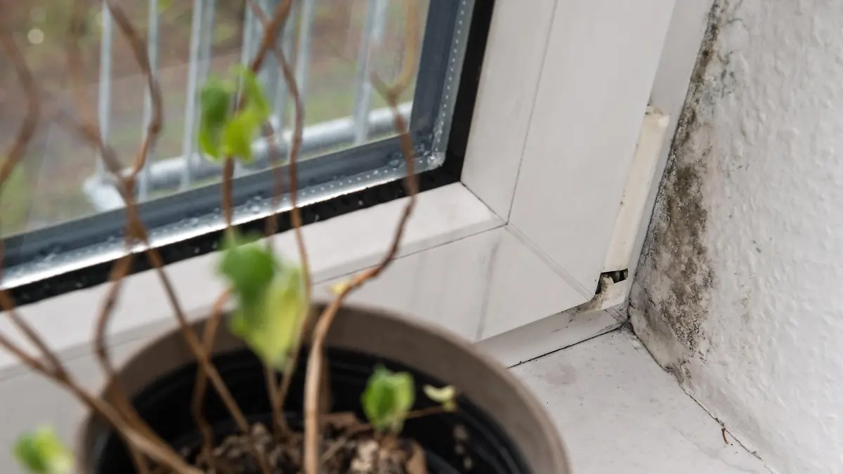 Schimmelsporen an einer Wand neben einem Fenster, aufgenommen am 11.12.2015 in einer Wohnung in Berlin. Foto: Andrea Warnecke