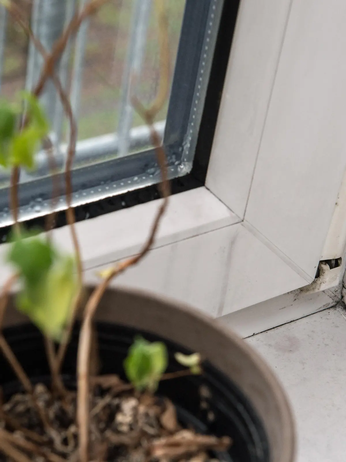 Schimmelsporen an einer Wand neben einem Fenster, aufgenommen am 11.12.2015 in einer Wohnung in Berlin. Foto: Andrea Warnecke