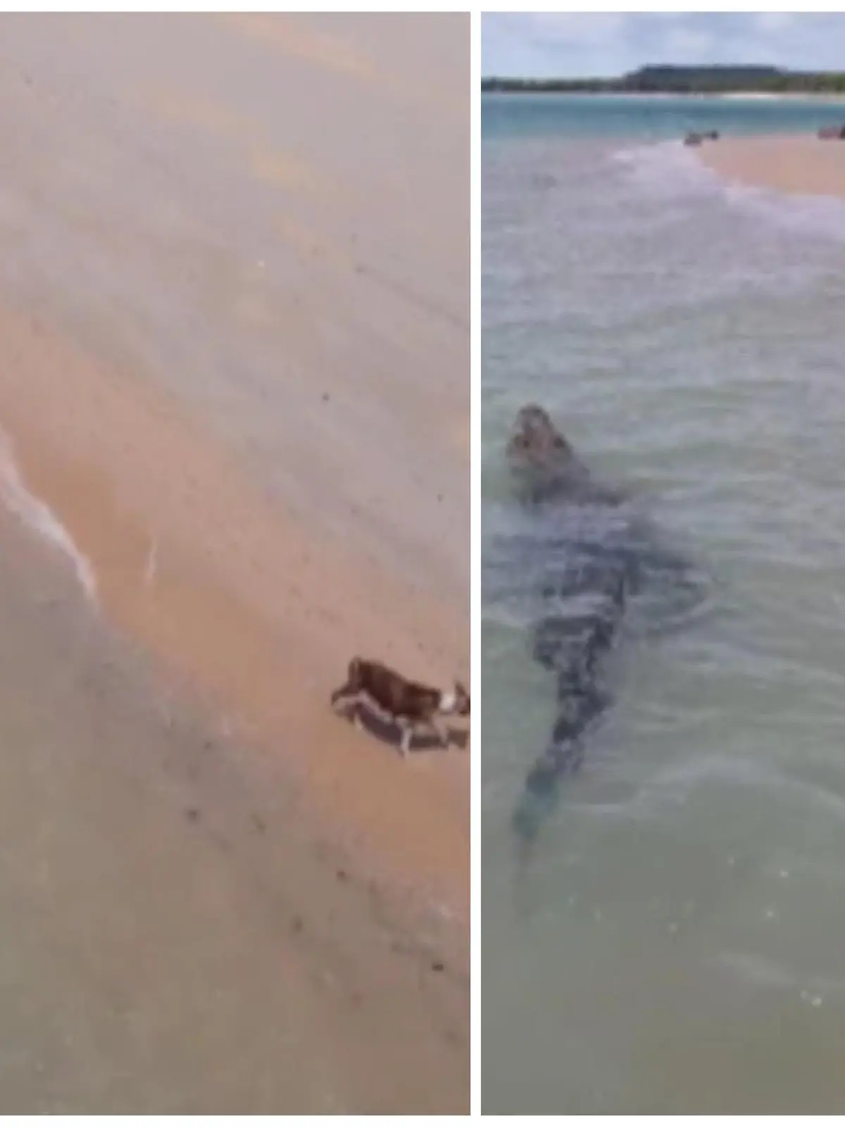 Es sieht so aus, als würden sich Krokodil und Hund neugierig beschnuppern. Doch die Szene, die ein Australier mit seiner Drohne filmt, zeigt keine niedliche Tierfreundschaft. Stattdessen ist der Streuner in großer Gefahr, von dem Raubtier gefressen zu werden. Wie diese Begegnung ausgeht, seht ihr im Video.