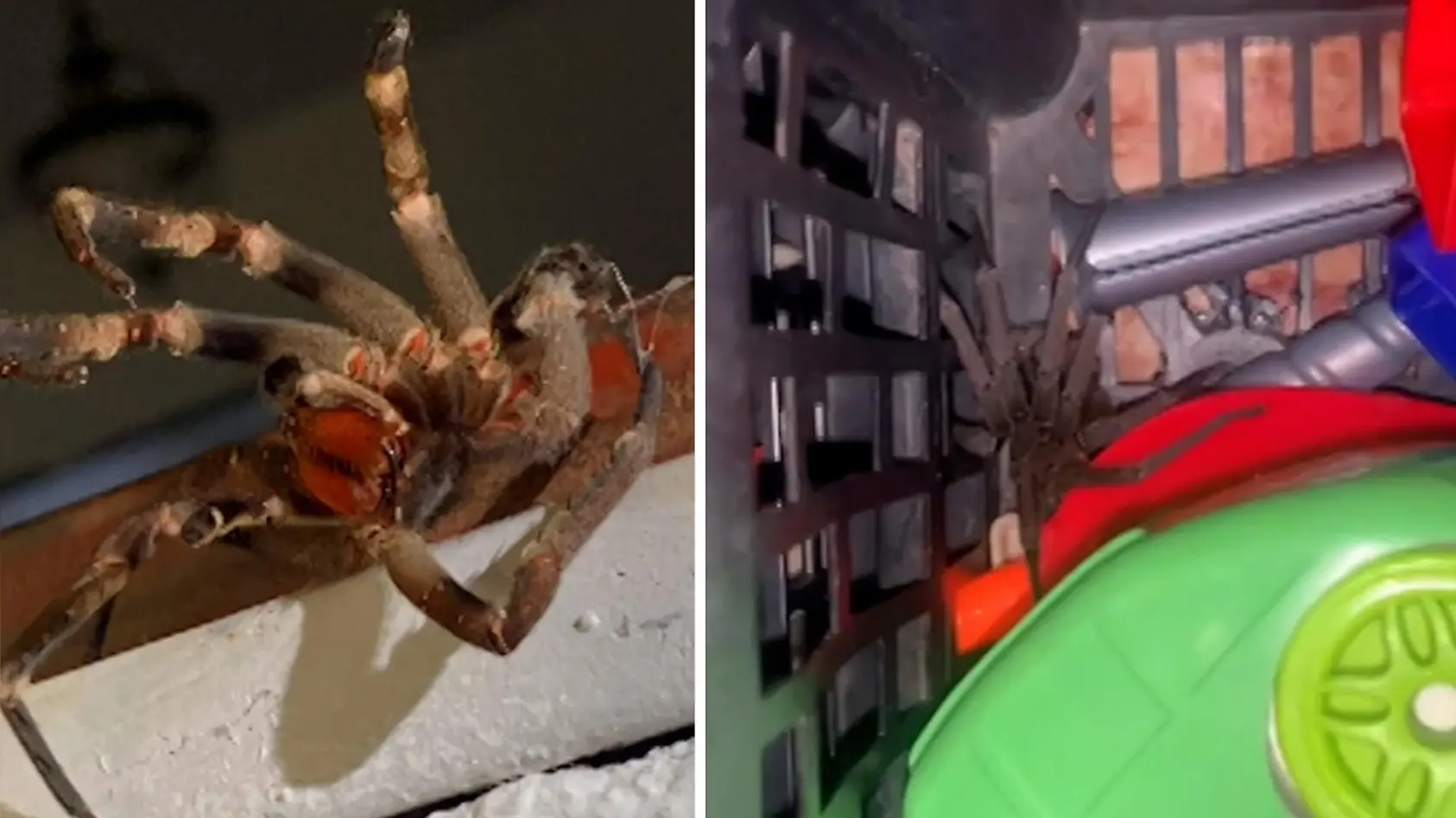 Bananenspinne greift Jungen an