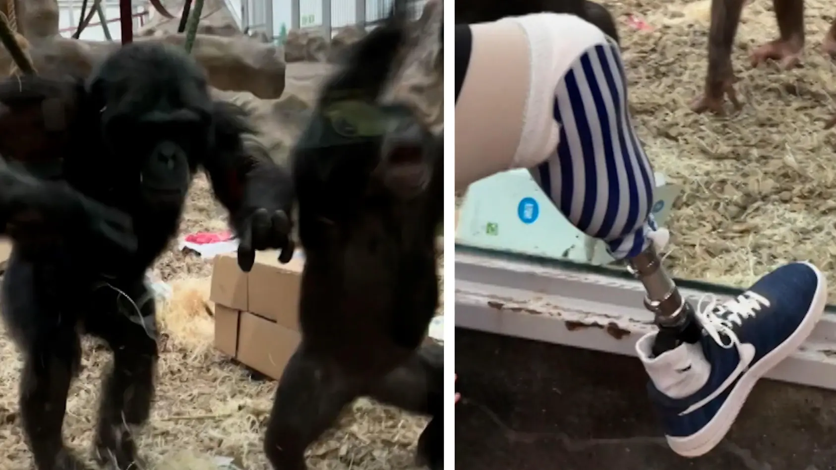 Besucher verwirrt Schimpansen