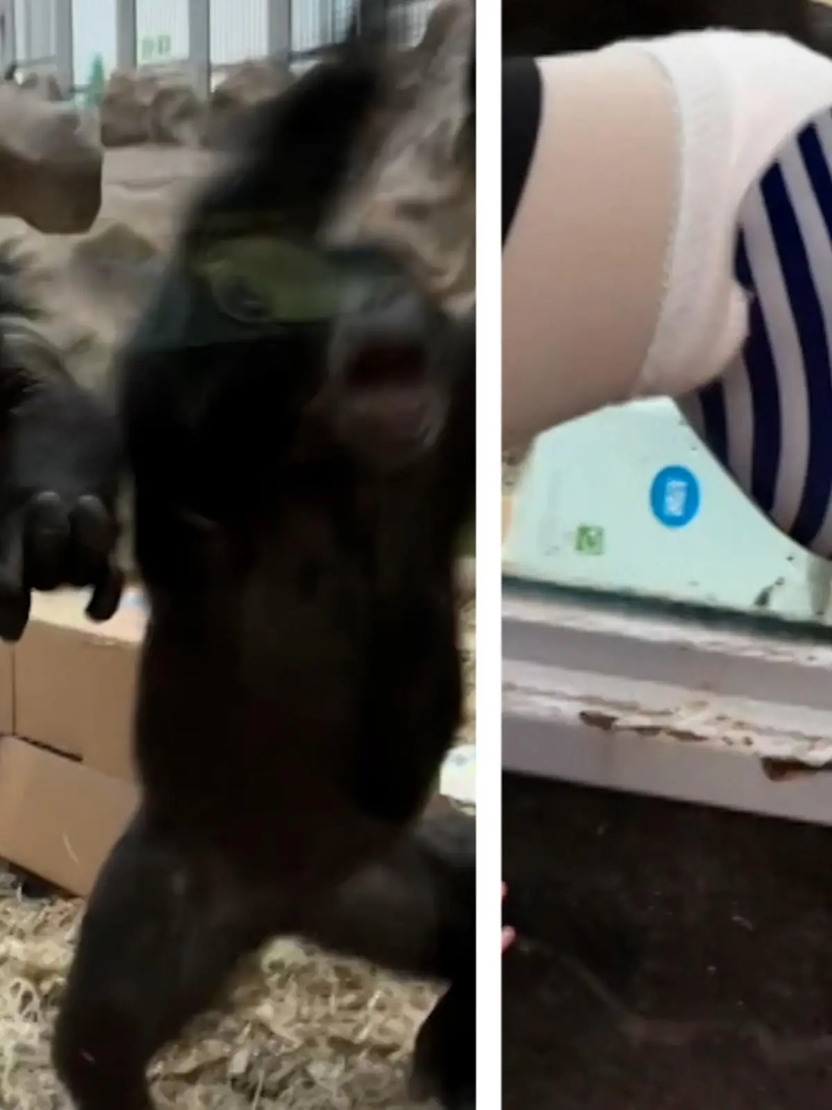 Aufregendes Spektakel für eine Gruppe Schimpansen in einem britischen Zoo. Von Neugierde über Unglaube bis zum völligen Ausrasten ist alles dabei, als ein Besucher seine Beinprothese durch die Scheibe zeigt.