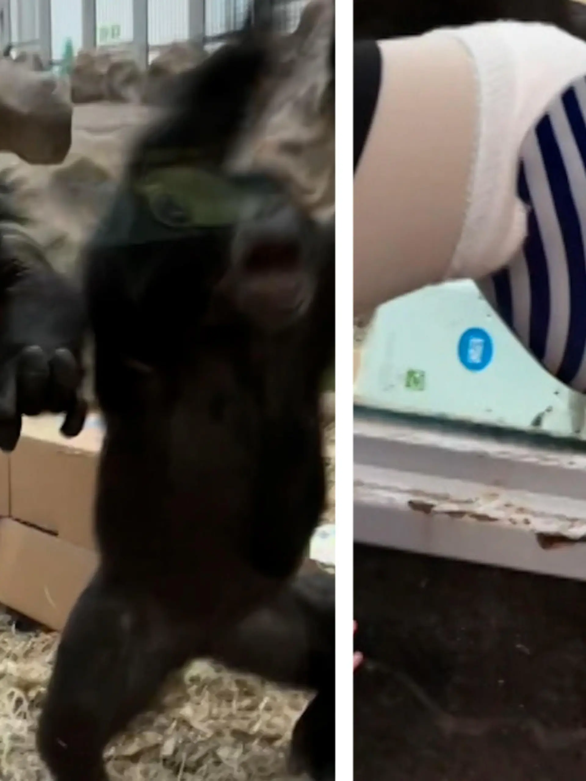 Aufregendes Spektakel für eine Gruppe Schimpansen in einem britischen Zoo. Von Neugierde über Unglaube bis zum völligen Ausrasten ist alles dabei, als ein Besucher seine Beinprothese durch die Scheibe zeigt.