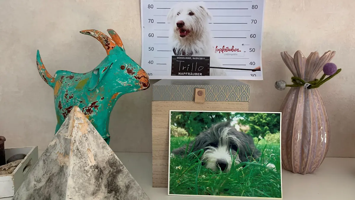 Hundeasche in Urnen