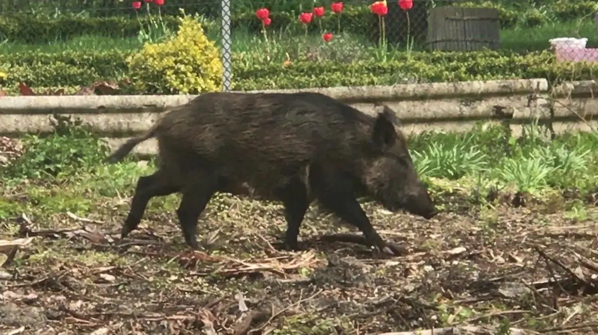 Die Wildschweine fühlen sich in Wolfsburg-Fallersleben sauwohl!