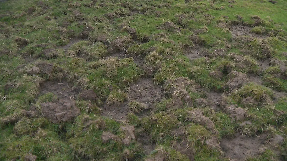 Auf der Suche nach Nahrung graben die Wildschweine ganze Grünflächen um.
