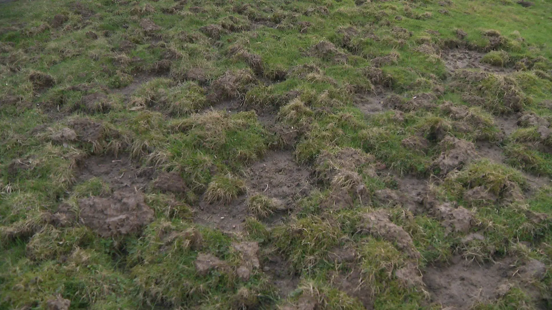 Auf der Suche nach Nahrung graben die Wildschweine ganze Grünflächen um.