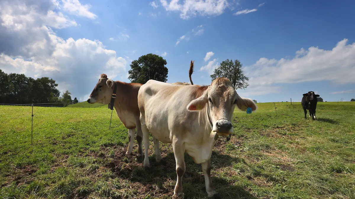 16.06.2022, Bayern, Wertach: Kühe stehen auf einer Allgäuer Weide im Sonnenschein. Dank sommerlicher Temperaturen und wenig Schnee hat auf fast allen Alpen und Almen in Bayern wieder die Weidesaison begonnen. Nach Angaben des Almwirtschaftlichen Vereins Oberbayern und des Alpwirtschaftlichen Vereins im Allgäu verbringen mehr als 50 000 Rinder den Sommer in den Bergen.     (zu dpa "Sommer auf Almen und Alpen beginnt mancherorts mit Sorgen") Foto: Karl-Josef Hildenbrand/dpa +++ dpa-Bildfunk +++