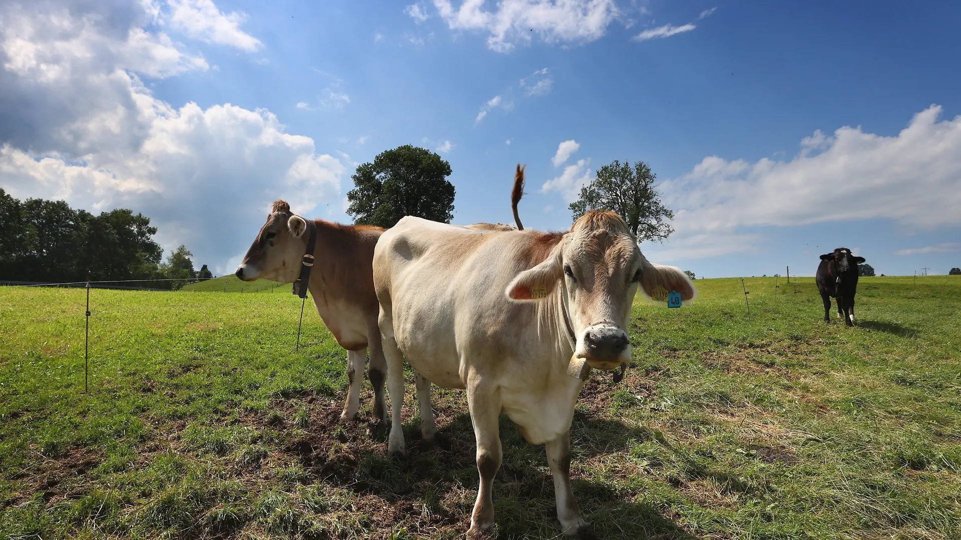 16.06.2022, Bayern, Wertach: Kühe stehen auf einer Allgäuer Weide im Sonnenschein. Dank sommerlicher Temperaturen und wenig Schnee hat auf fast allen Alpen und Almen in Bayern wieder die Weidesaison begonnen. Nach Angaben des Almwirtschaftlichen Vereins Oberbayern und des Alpwirtschaftlichen Vereins im Allgäu verbringen mehr als 50 000 Rinder den Sommer in den Bergen. (zu dpa "Sommer auf Almen und Alpen beginnt mancherorts mit Sorgen") Foto: Karl-Josef Hildenbrand/dpa +++ dpa-Bildfunk +++