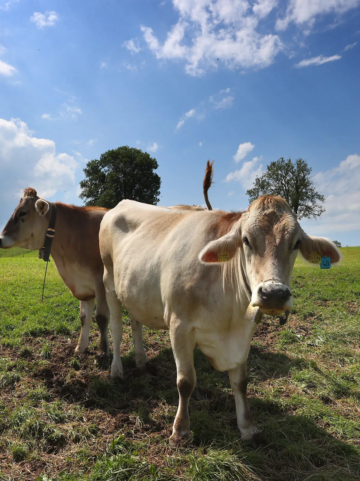 16.06.2022, Bayern, Wertach: Kühe stehen auf einer Allgäuer Weide im Sonnenschein. Dank sommerlicher Temperaturen und wenig Schnee hat auf fast allen Alpen und Almen in Bayern wieder die Weidesaison begonnen. Nach Angaben des Almwirtschaftlichen Vereins Oberbayern und des Alpwirtschaftlichen Vereins im Allgäu verbringen mehr als 50 000 Rinder den Sommer in den Bergen.     (zu dpa "Sommer auf Almen und Alpen beginnt mancherorts mit Sorgen") Foto: Karl-Josef Hildenbrand/dpa +++ dpa-Bildfunk +++
