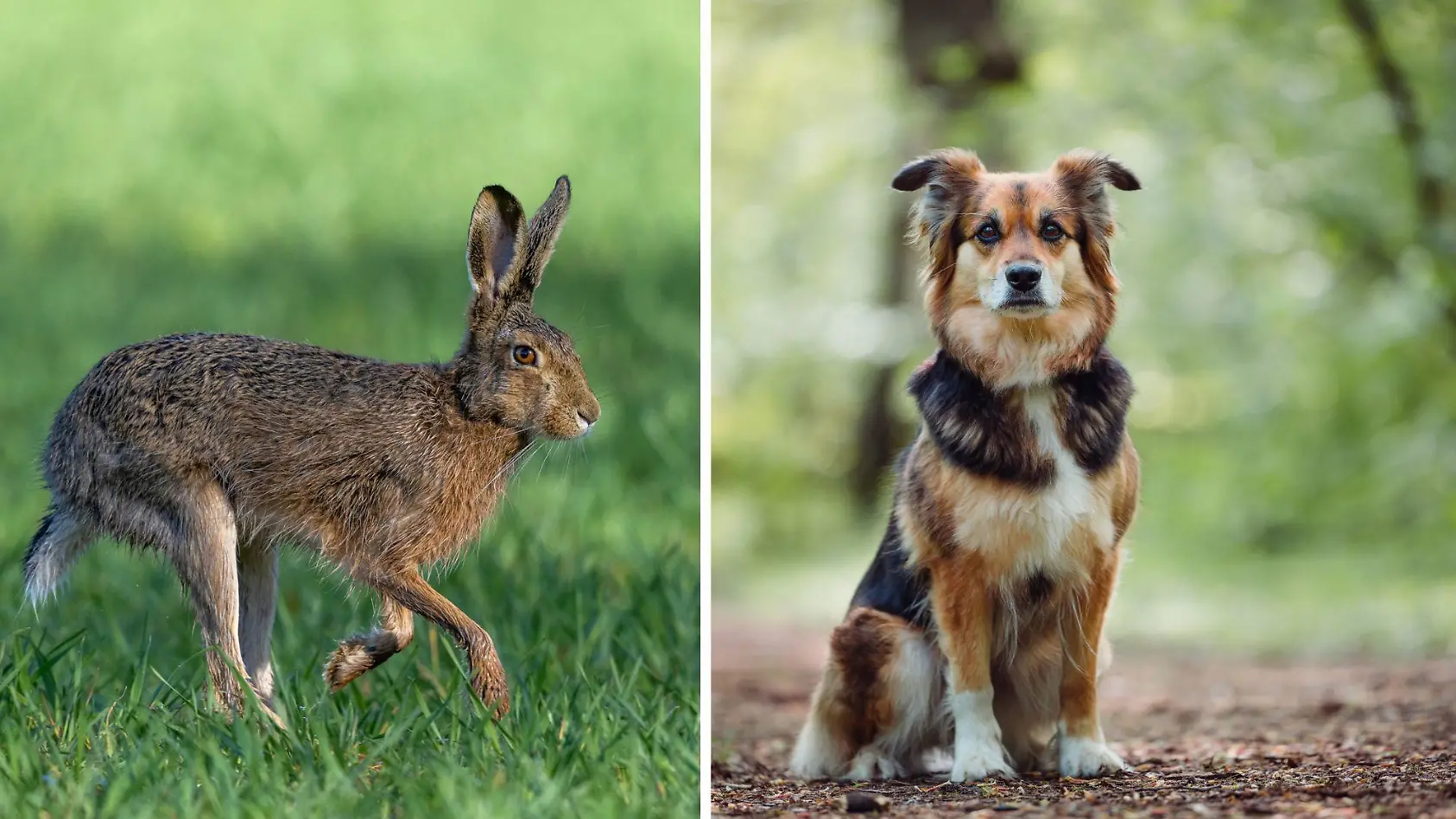 Hochansteckende Hasenpest ausgebrochen
